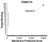Membrane Proteome Specificity: The specificity of TSPAN15 Monoclonal Antibody (CSB0174) was tested on the Membrane Proteome Array™ and shown to be specific for human TSPAN15. The Membrane Proteome Array™ contains 6,000 different human membrane proteins, each expressed in unfixed avian cells to ensure native conformation and post-translational modifications. The Membrane Proteome Array™ represents the industry standard for determining the binding specificity of antibodies and other protein ligands.