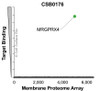 Membrane Proteome Specificity: The specificity of MRGPRX4 Monoclonal Antibody (CSB0176) was tested on the Membrane Proteome Array™ and shown to be specific for human MRGPRX4. The Membrane Proteome Array™ contains 6,000 different human membrane proteins, each expressed in unfixed human cells to ensure native conformation and post-translational modifications. The Membrane Proteome Array™ represents the industry standard for determining the binding specificity of antibodies and other protein ligands.