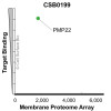 Membrane Proteome Specificity: The specificity of PMP22 Monoclonal Antibody (CSB0199) was tested on the Membrane Proteome Array™ and shown to be specific for human PMP22. The Membrane Proteome Array™ contains 6,000 different human membrane proteins, each expressed in unfixed avian cells to ensure native conformation and post-translational modifications. The Membrane Proteome Array™ represents the industry standard for determining the binding specificity of antibodies and other protein ligands.