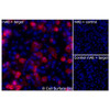 Immunofluorescence, Extracellular: (Left) JS-1 cells transiently transfected human AQP1 were stained with AQP1 Monoclonal Antibody (CSB0202) followed by AlexaFluor 647 anti-Mouse IgG secondary antibody (red) and DAPI (blue). (Top right) JS-1 cells transiently transfected with an empty control vector stained with AQP1 Monoclonal Antibody. (Bottom right) Isotype control: JS-1 cells transfected with human AQP1 and stained with control MAb.
