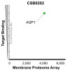 Membrane Proteome Specificity: The specificity of AQP1 Monoclonal Antibody (CSB0202) was tested on the Membrane Proteome Array™ and shown to be specific for human AQP1. The Membrane Proteome Array™ contains 6,000 different human membrane proteins, each expressed in unfixed avian cells to ensure native conformation and post-translational modifications. The Membrane Proteome Array™ represents the industry standard for determining the binding specificity of antibodies and other protein ligands.