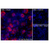 Immunofluorescence, Extracellular: (Left) COS-7 cells transiently transfected MPL were stained with MPL Monoclonal Antibody (CSB0237) followed by AlexaFluor 647 anti- IgG secondary antibody (red) and DAPI (blue). (Top right) COS-7 cells transiently transfected with an empty control vector stained with MPL Monoclonal Antibody. (Bottom right) Isotype control: COS-7 cells transfected with MPL and stained with control MAb.