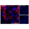 Immunofluorescence, Extracellular: (Left) COS-7 cells transiently transfected MPL were stained with MPL Monoclonal Antibody (CSB0236) followed by AlexaFluor 647 anti- IgG secondary antibody (red) and DAPI (blue). (Top right) COS-7 cells transiently transfected with an empty control vector stained with MPL Monoclonal Antibody. (Bottom right) Isotype control: COS-7 cells transfected with MPL and stained with control MAb.