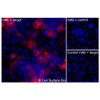Immunofluorescence, Intracellular: (Left) COS-7 cells transiently transfected MPL were permeabilized and stained with MPL Monoclonal Antibody (CSB0236) followed by AlexaFluor 647 anti- IgG secondary antibody (red) and DAPI (blue). (Top right) COS-7 cells transiently transfected with an empty control vector stained with MPL Monoclonal Antibody. (Bottom right) Isotype control: COS-7 cells transfected with {{target} and stained with control MAb.