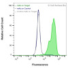 Flow Cytometry, Extracellular: HEK-F cells transiently transfected with Kv1.3 were stained with Kv1.3 Monoclonal Antibody (CSB0220) (green) or isotype control antibody (gray), followed by AlexaFluor 647- conjugated anti- IgG secondary antibody. HEK-F cells transiently transfected with an empty control vector were also stained with Kv1.3 Monoclonal Antibody (CSB0220) (blue).