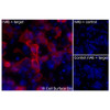 Immunofluorescence, Extracellular: (Left) COS-7 cells transiently transfected human CD62L were stained with CD62L Monoclonal Antibody (CSB0223) followed by AlexaFluor 647 anti- IgG secondary antibody (red) and DAPI (blue). (Top right) COS-7 cells transiently transfected with an empty control vector stained with CD62L Monoclonal Antibody. (Bottom right) Isotype control: COS-7 cells transfected with human CD62L and stained with control MAb.