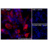 Immunofluorescence, Intracellular: (Left) COS-7 cells transiently transfected human CD62L were permeabilized and stained with CD62L Monoclonal Antibody (CSB0223) followed by AlexaFluor 647 anti- IgG secondary antibody (red) and DAPI (blue). (Top right) COS-7 cells transiently transfected with an empty control vector stained with CD62L Monoclonal Antibody. (Bottom right) Isotype control: COS-7 cells transfected with human {{target} and stained with control MAb.