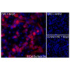 Immunofluorescence, Extracellular: (Left) JS-1 cells transiently transfected CD4 were stained with CD4 Monoclonal Antibody (CSB0228) followed by AlexaFluor 647 anti- IgG secondary antibody (red) and DAPI (blue). (Top right) JS-1 cells transiently transfected with an empty control vector stained with CD4 Monoclonal Antibody. (Bottom right) Isotype control: JS-1 cells transfected with CD4 and stained with control MAb.
