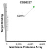 Membrane Proteome Specificity: The specificity of CD11c Monoclonal Antibody (CSB0227) was tested on the Membrane Proteome Array™ and shown to be specific for human CD11c. The Membrane Proteome Array™ contains 6,000 different human membrane proteins, each expressed in unfixed Human cells to ensure native conformation and post-translational modifications. The Membrane Proteome Array™ represents the industry standard for determining the binding specificity of antibodies and other protein ligands.