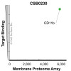 Membrane Proteome Specificity: The specificity of CD11b Monoclonal Antibody (CSB0230) was tested on the Membrane Proteome Array™ and shown to be specific for pig CD11b. The Membrane Proteome Array™ contains 6,000 different human membrane proteins, each expressed in unfixed Avian cells to ensure native conformation and post-translational modifications. The Membrane Proteome Array™ represents the industry standard for determining the binding specificity of antibodies and other protein ligands.