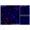 Immunofluorescence, Extracellular: (Left) JS-1 cells transiently transfected pig CD11b were stained with CD11b Monoclonal Antibody (CSB0231) followed by AlexaFluor 647 anti- IgG secondary antibody (red) and DAPI (blue). (Top right) JS-1 cells transiently transfected with an empty control vector stained with CD11b Monoclonal Antibody. (Bottom right) Isotype control: JS-1 cells transfected with pig CD11b and stained with control MAb.