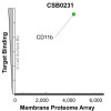Membrane Proteome Specificity: The specificity of CD11b Monoclonal Antibody (CSB0231) was tested on the Membrane Proteome Array™ and shown to be specific for pig CD11b. The Membrane Proteome Array™ contains 6,000 different human membrane proteins, each expressed in unfixed Avian cells to ensure native conformation and post-translational modifications. The Membrane Proteome Array™ represents the industry standard for determining the binding specificity of antibodies and other protein ligands.