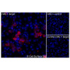Immunofluorescence, Extracellular: (Left) JS-1 cells transiently transfected human CD62L were stained with CD62L Monoclonal Antibody (CSB0224) followed by AlexaFluor 647 anti- IgG secondary antibody (red) and DAPI (blue). (Top right) JS-1 cells transiently transfected with an empty control vector stained with CD62L Monoclonal Antibody. (Bottom right) Isotype control: JS-1 cells transfected with human CD62L and stained with control MAb.