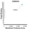 Membrane Proteome Specificity: The specificity of CD62L Monoclonal Antibody (CSB0224) was tested on the Membrane Proteome Array™ and shown to be specific for human CD62L. The Membrane Proteome Array™ contains 6,000 different human membrane proteins, each expressed in unfixed Human cells to ensure native conformation and post-translational modifications. The Membrane Proteome Array™ represents the industry standard for determining the binding specificity of antibodies and other protein ligands.