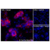 Immunofluorescence, Intracellular: (Left) COS-7 cells transiently transfected pig CD11b were permeabilized and stained with CD11b Monoclonal Antibody (CSB0235) followed by AlexaFluor 647 anti- IgG secondary antibody (red) and DAPI (blue). (Top right) COS-7 cells transiently transfected with an empty control vector stained with CD11b Monoclonal Antibody. (Bottom right) Isotype control: COS-7 cells transfected with pig {{target} and stained with control MAb.