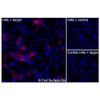 Immunofluorescence, Extracellular: (Left) JS-1 cells transiently transfected SLC2A2 were stained with SLC2A2 Monoclonal Antibody (CSB0260) followed by AlexaFluor 647 anti- IgG secondary antibody (red) and DAPI (blue). (Top right) JS-1 cells transiently transfected with an empty control vector stained with SLC2A2 Monoclonal Antibody. (Bottom right) Isotype control: JS-1 cells transfected with SLC2A2 and stained with control MAb.