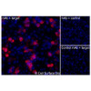 Immunofluorescence, Extracellular: (Left) JS-1 cells transiently transfected TMEFF2 were stained with TMEFF2 Monoclonal Antibody (CSB0256) followed by AlexaFluor 647 anti- IgG secondary antibody (red) and DAPI (blue). (Top right) JS-1 cells transiently transfected with an empty control vector stained with TMEFF2 Monoclonal Antibody. (Bottom right) Isotype control: JS-1 cells transfected with TMEFF2 and stained with control MAb.