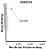 Membrane Proteome Specificity: The specificity of EDA2R Monoclonal Antibody (CSB0253) was tested on the Membrane Proteome Array™ and shown to be specific for human EDA2R. The Membrane Proteome Array™ contains 6,000 different human membrane proteins, each expressed in unfixed Human cells to ensure native conformation and post-translational modifications. The Membrane Proteome Array™ represents the industry standard for determining the binding specificity of antibodies and other protein ligands.