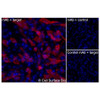 Immunofluorescence, Extracellular: (Left) JS-1 cells transiently transfected human EDA2R were stained with EDA2R Monoclonal Antibody (CSB0252) followed by AlexaFluor 647 anti- IgG secondary antibody (red) and DAPI (blue). (Top right) JS-1 cells transiently transfected with an empty control vector stained with EDA2R Monoclonal Antibody. (Bottom right) Isotype control: JS-1 cells transfected with human EDA2R and stained with control MAb.