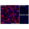 Immunofluorescence, Extracellular: (Left) JS-1 cells transiently transfected human SLC14A1 were stained with SLC14A1 Monoclonal Antibody (CSB0250) followed by AlexaFluor 647 anti- IgG secondary antibody (red) and DAPI (blue). (Top right) JS-1 cells transiently transfected with an empty control vector stained with SLC14A1 Monoclonal Antibody. (Bottom right) Isotype control: JS-1 cells transfected with human SLC14A1 and stained with control MAb.