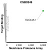 Membrane Proteome Specificity: The specificity of SLC44A1 Monoclonal Antibody (CSB0249) was tested on the Membrane Proteome Array™ and shown to be specific for human SLC44A1. The Membrane Proteome Array™ contains 6,000 different human membrane proteins, each expressed in unfixed Avian cells to ensure native conformation and post-translational modifications. The Membrane Proteome Array™ represents the industry standard for determining the binding specificity of antibodies and other protein ligands.