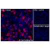 Immunofluorescence, Extracellular: (Left) JS-1 cells transiently transfected human PTH1R were stained with PTH1R Monoclonal Antibody (CSB0246) followed by AlexaFluor 647 anti- IgG secondary antibody (red) and DAPI (blue). (Top right) JS-1 cells transiently transfected with an empty control vector stained with PTH1R Monoclonal Antibody. (Bottom right) Isotype control: JS-1 cells transfected with human PTH1R and stained with control MAb.