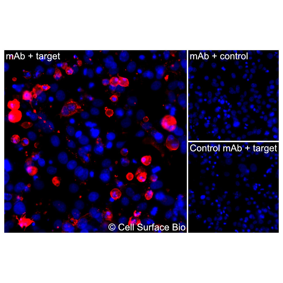 GLUT4 MAb - CSB0138 - Cell Surface Bio