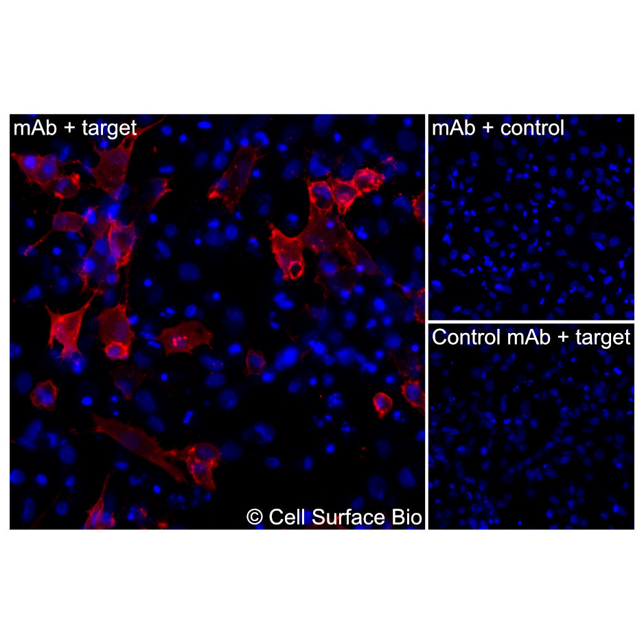 CNR1 MAb - CSB0129 - Cell Surface Bio