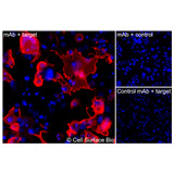Immunofluorescence, Extracellular: (Left) COS-7 cells transiently transfected CD7 were stained with CD7 Monoclonal Antibody (CSB0011) followed by AlexaFluor 647 anti- IgG secondary antibody (red) and DAPI (blue). (Top right) COS-7 cells transiently transfected with an empty control vector stained with CD7 Monoclonal Antibody. (Bottom right) Isotype control: COS-7 cells transfected with CD7 and stained with control MAb.
