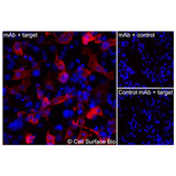 Immunofluorescence, Intracellular: (Left) COS-7 cells transiently transfected human CD28 were permeabilized and stained with CD28 Monoclonal Antibody (CSB0012) followed by AlexaFluor 647 anti-Mouse IgG secondary antibody (red) and DAPI (blue). (Top right) COS-7 cells transiently transfected with an empty control vector stained with CD28 Monoclonal Antibody. (Bottom right) Isotype control: COS-7 cells transfected with human CD28 and stained with control MAb.