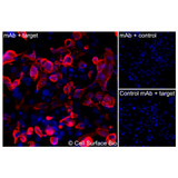 Immunofluorescence, Extracellular: (Left) COS-7 cells transiently transfected CD28 were stained with CD28 Monoclonal Antibody (CSB0012) followed by AlexaFluor 647 anti- IgG secondary antibody (red) and DAPI (blue). (Top right) COS-7 cells transiently transfected with an empty control vector stained with CD28 Monoclonal Antibody. (Bottom right) Isotype control: COS-7 cells transfected with CD28 and stained with control MAb.