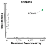 Membrane Proteome Specificity: The specificity of ADAM8 Monoclonal Antibody (CSB0013) was tested on the Membrane Proteome Array™ and shown to be specific for ADAM8. The Membrane Proteome Array™ contains 6,000 different human membrane proteins, each expressed in unfixed human cells to ensure native conformation and post-translational modifications. The Membrane Proteome Array™ represents the industry standard for determining the binding specificity of antibodies and other protein ligands.