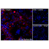 Immunofluorescence, Intracellular: (Left) COS-7 cells transiently transfected VEGFA were permeabilized and stained with VEGFA Monoclonal Antibody (CSB0018) followed by AlexaFluor 647 anti- IgG secondary antibody (red) and DAPI (blue). (Top right) COS-7 cells transiently transfected with an empty control vector stained with VEGFA Monoclonal Antibody. (Bottom right) Isotype control: COS-7 cells transfected with VEGFA and stained with control MAb.