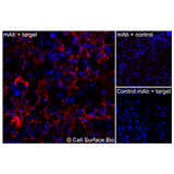 Immunofluorescence, Extracellular: (Left) COS-7 cells transiently transfected human APOE were stained with APOE Monoclonal Antibody (CSB0031) followed by AlexaFluor 647 anti-Mouse IgG secondary antibody (red) and DAPI (blue). (Top right) COS-7 cells transiently transfected with an empty control vector stained with APOE Monoclonal Antibody. (Bottom right) Isotype control: COS-7 cells transfected with human APOE and stained with control MAb.