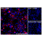 Immunofluorescence, Intracellular: (Left) COS-7 cells transiently transfected human APOE were permeabilized and stained with APOE Monoclonal Antibody (CSB0031) followed by AlexaFluor 647 anti-Mouse IgG secondary antibody (red) and DAPI (blue). (Top right) COS-7 cells transiently transfected with an empty control vector stained with APOE Monoclonal Antibody. (Bottom right) Isotype control: COS-7 cells transfected with human APOE and stained with control MAb.