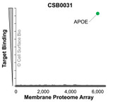 Membrane Proteome Specificity: The specificity of APOE Monoclonal Antibody (CSB0031) was tested on the Membrane Proteome Array™ and shown to be specific for human APOE. The Membrane Proteome Array™ contains 6,000 different human membrane proteins, each expressed in unfixed human cells to ensure native conformation and post-translational modifications. The Membrane Proteome Array™ represents the industry standard for determining the binding specificity of antibodies and other protein ligands.