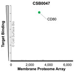Membrane Proteome Specificity: The specificity of CD80 Monoclonal Antibody (CSB0047) was tested on the Membrane Proteome Array™ and shown to be specific for CD80. The Membrane Proteome Array™ contains 6,000 different human membrane proteins, each expressed in unfixed avian cells to ensure native conformation and post-translational modifications. The Membrane Proteome Array™ represents the industry standard for determining the binding specificity of antibodies and other protein ligands.