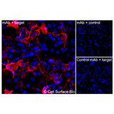 Immunofluorescence, Extracellular: (Left) COS-7 cells transiently transfected human TNF were stained with TNF Monoclonal Antibody (CSB0050) followed by AlexaFluor 647 anti-Mouse IgG secondary antibody (red) and DAPI (blue). (Top right) COS-7 cells transiently transfected with an empty control vector stained with TNF Monoclonal Antibody. (Bottom right) Isotype control: COS-7 cells transfected with human TNF and stained with control MAb.