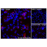 Immunofluorescence, Intracellular: (Left) COS-7 cells transiently transfected human TNF were permeabilized and stained with TNF Monoclonal Antibody (CSB0050) followed by AlexaFluor 647 anti-Mouse IgG secondary antibody (red) and DAPI (blue). (Top right) COS-7 cells transiently transfected with an empty control vector stained with TNF Monoclonal Antibody. (Bottom right) Isotype control: COS-7 cells transfected with human TNF and stained with control MAb.