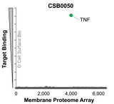 Membrane Proteome Specificity: The specificity of TNF Monoclonal Antibody (CSB0050) was tested on the Membrane Proteome Array™ and shown to be specific for human TNF. The Membrane Proteome Array™ contains 6,000 different human membrane proteins, each expressed in unfixed human cells to ensure native conformation and post-translational modifications. The Membrane Proteome Array™ represents the industry standard for determining the binding specificity of antibodies and other protein ligands.