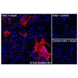 Immunofluorescence (Extracellular): (A) COS-7 cells transiently transfected with human CEACAM5 were stained with CEACAM5 Monoclonal Antibody (CSB0056) followed by AlexaFluor 647 anti-Mouse IgG secondary antibody (red) and DAPI (blue). (B) COS-7 cells transiently transfected with an empty control vector stained with CEACAM5 Monoclonal Antibody. (C) Isotype control: COS-7 cells  transfected with human CEACAM5 and stained with control MAb.