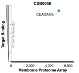 The specificity of CEACAM5 Monoclonal Antibody (CSB0056) was tested on the Membrane Proteome Array™ and shown to be specific for human CEACAM5. The Membrane Proteome Array™ contains 6,000 different human membrane proteins, each expressed in unfixed human cells to ensure native conformation and post-translational modifications. The Membrane Proteome Array™ represents the industry standard for determining the binding specificity of antibodies and other protein ligands.