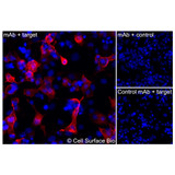 Immunofluorescence, Intracellular: (Left) COS-7 cells transiently transfected human NTRK1 were permeabilized and stained with NTRK1 Monoclonal Antibody (CSB0058) followed by AlexaFluor 647 anti-Mouse IgG secondary antibody (red) and DAPI (blue). (Top right) COS-7 cells transiently transfected with an empty control vector stained with NTRK1 Monoclonal Antibody. (Bottom right) Isotype control: COS-7 cells transfected with human NTRK1 and stained with control MAb.