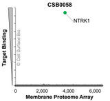 Membrane Proteome Specificity: The specificity of NTRK1 Monoclonal Antibody (CSB0058) was tested on the Membrane Proteome Array™ and shown to be specific for human NTRK1. The Membrane Proteome Array™ contains 6,000 different human membrane proteins, each expressed in unfixed human cells to ensure native conformation and post-translational modifications. The Membrane Proteome Array™ represents the industry standard for determining the binding specificity of antibodies and other protein ligands.