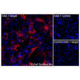 Immunofluorescence, Extracellular: (Left) COS-7 cells transiently transfected human HER3 were stained with HER3 Monoclonal Antibody (CSB0082) followed by AlexaFluor 647 anti-Mouse IgG secondary antibody (red) and DAPI (blue). (Top right) COS-7 cells transiently transfected with an empty control vector stained with HER3 Monoclonal Antibody. (Bottom right) Isotype control: COS-7 cells transfected with human HER3 and stained with control MAb.
