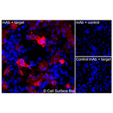 Immunofluorescence, Intracellular: (Left) COS-7 cells transiently transfected human HER3 were permeabilized and stained with HER3 Monoclonal Antibody (CSB0082) followed by AlexaFluor 647 anti-Mouse IgG secondary antibody (red) and DAPI (blue). (Top right) COS-7 cells transiently transfected with an empty control vector stained with HER3 Monoclonal Antibody. (Bottom right) Isotype control: COS-7 cells transfected with human HER3 and stained with control MAb.
