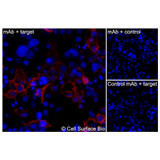 Immunofluorescence, Extracellular: (Left) COS-7 cells transiently transfected CD1D were stained with CD1D Monoclonal Antibody (CSB0088) followed by AlexaFluor 647 anti- IgG secondary antibody (red) and DAPI (blue). (Top right) COS-7 cells transiently transfected with an empty control vector stained with CD1D Monoclonal Antibody. (Bottom right) Isotype control: COS-7 cells transfected with CD1D and stained with control MAb.
