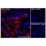 Immunofluorescence, Intracellular: (Left) COS-7 cells transiently transfected IL3RA were permeabilized and stained with IL3RA Monoclonal Antibody (CSB0115) followed by AlexaFluor 647 anti- IgG secondary antibody (red) and DAPI (blue). (Top right) COS-7 cells transiently transfected with an empty control vector stained with IL3RA Monoclonal Antibody. (Bottom right) Isotype control: COS-7 cells transfected with IL3RA and stained with control MAb.