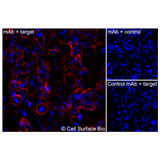 Immunofluorescence, Extracellular: (Left) COS-7 cells transiently transfected human VEGFA were stained with VEGFA Monoclonal Antibody (CSB0117) followed by AlexaFluor 647 anti-Mouse IgG secondary antibody (red) and DAPI (blue). (Top right) COS-7 cells transiently transfected with an empty control vector stained with VEGFA Monoclonal Antibody. (Bottom right) Isotype control: COS-7 cells transfected with human VEGFA and stained with control MAb.