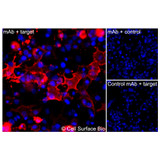 Immunofluorescence, Extracellular: (Left) COS-7 cells transiently transfected human GLUT4 were stained with GLUT4 Monoclonal Antibody (CSB0138) followed by AlexaFluor 647 anti-Mouse IgG secondary antibody (red) and DAPI (blue). (Top right) COS-7 cells transiently transfected with an empty control vector stained with GLUT4 Monoclonal Antibody. (Bottom right) Isotype control: COS-7 cells transfected with human GLUT4 and stained with control MAb.